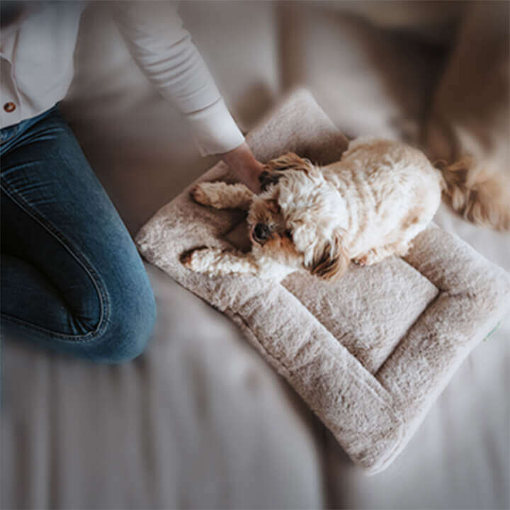 frau mit hund indoor